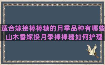 适合嫁接棒棒糖的月季品种有哪些 山木香嫁接月季棒棒糖如何护理